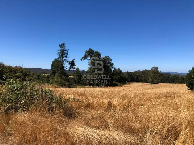 Campo de 65 hectáreas en Fresia ( al poniente de Purranque)