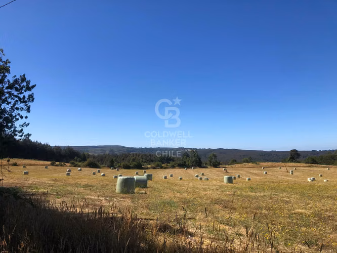 Campo de 65 hectáreas en Fresia ( al poniente de Purranque)