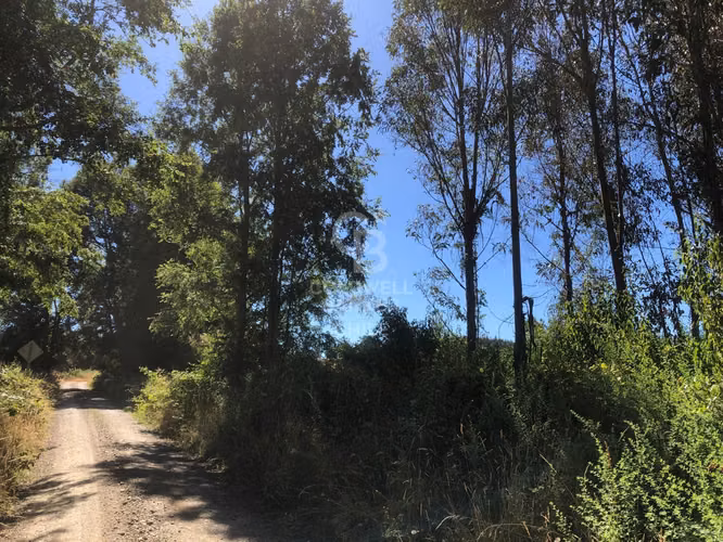 Campo de 65 hectáreas en Fresia ( al poniente de Purranque)
