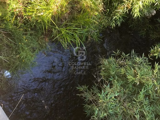 Campo de 65 hectáreas en Fresia ( al poniente de Purranque)