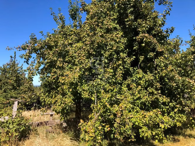 Campo de 65 hectáreas en Fresia ( al poniente de Purranque)