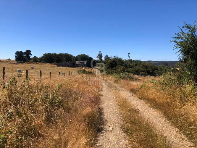 Campo de 65 hectáreas en Fresia ( al poniente de Purranque)