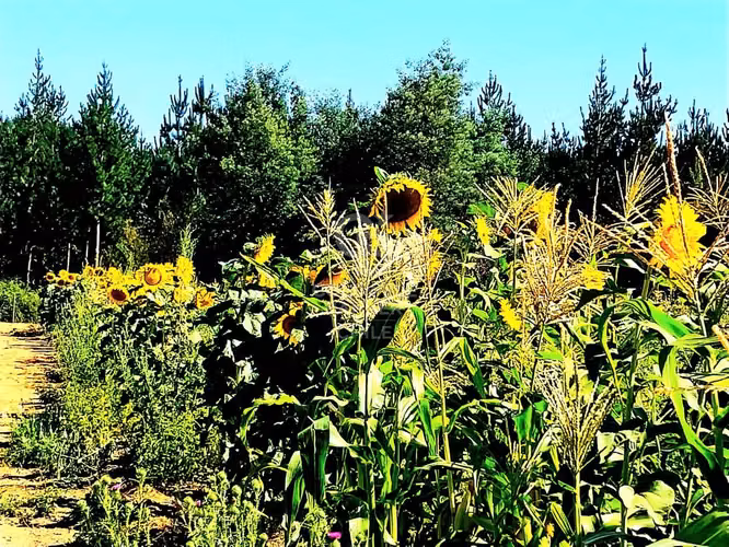 Terreno Agrícola en Chillán
