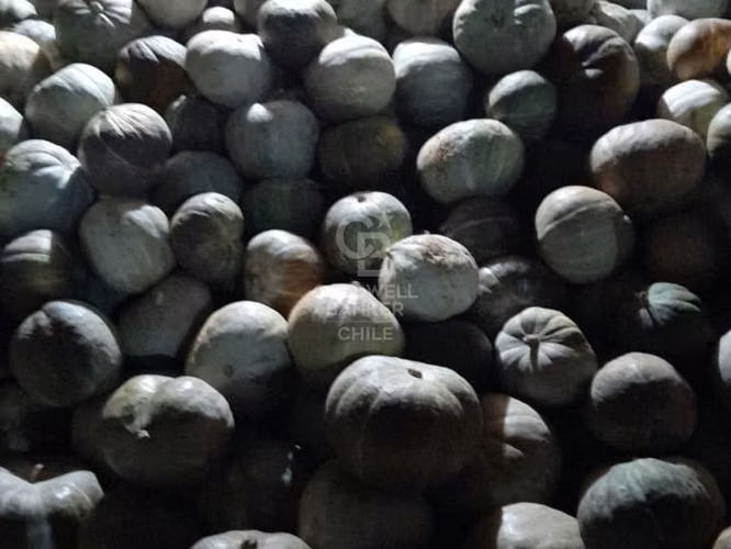 Terreno Agrícola en Chillán
