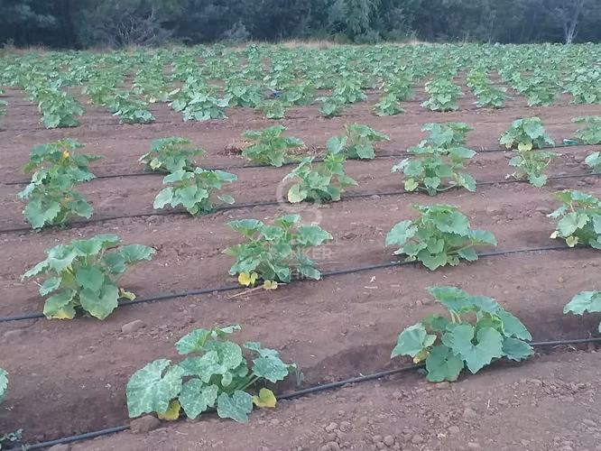 Terreno Agrícola en Chillán