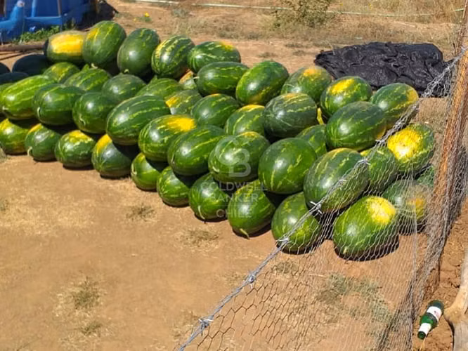 Terreno Agrícola en Chillán