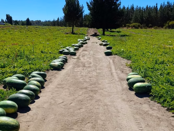 Terreno Agrícola en Chillán