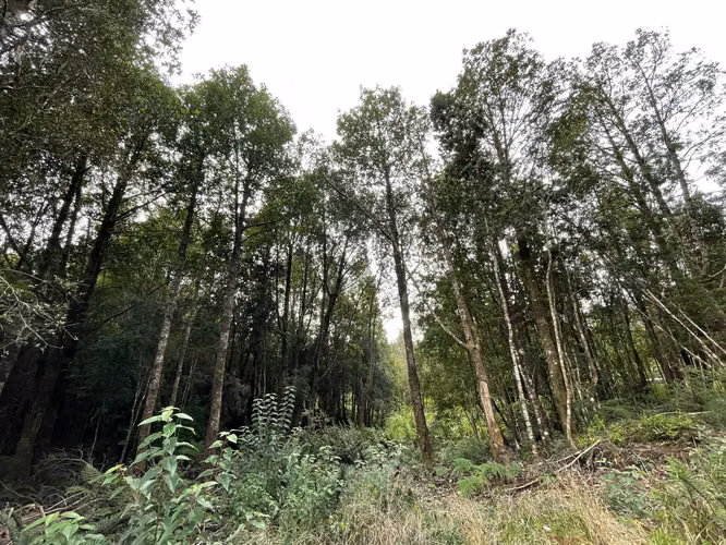 Parcela 5.750 m² con Bosque Nativo, Cerca de Puerto Varas