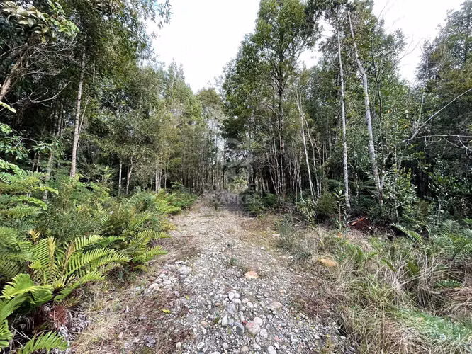 Parcela 5.750 m² con Bosque Nativo, Cerca de Puerto Varas