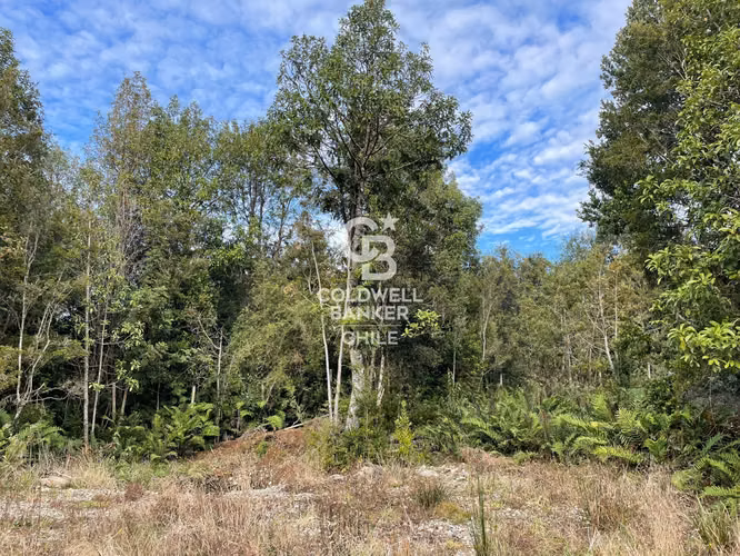 Parcela 5.750 m² con Bosque Nativo, Cerca de Puerto Varas