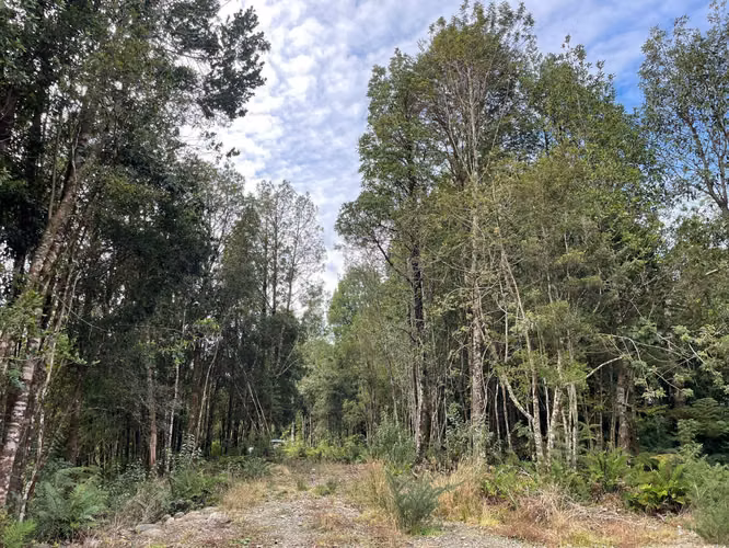 Parcela 5.750 m² con Bosque Nativo, Cerca de Puerto Varas