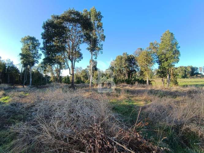 Parcela única: vistas al Calbuco y naturaleza intacta