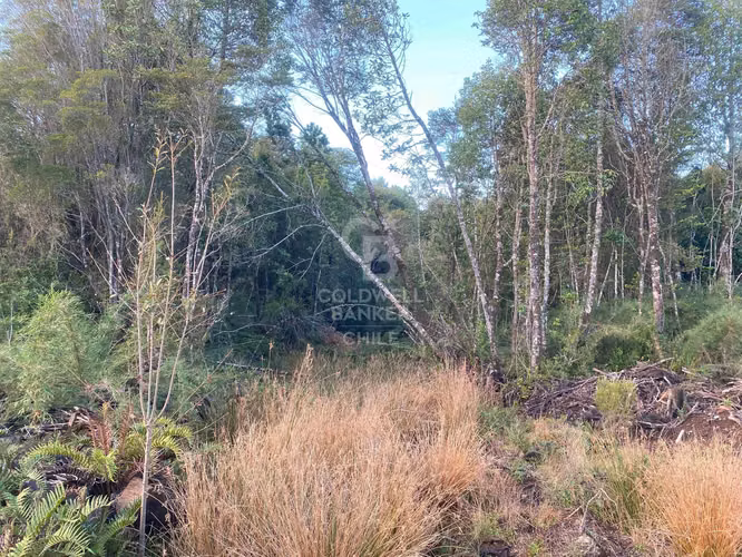 Parcela con Bosque Nativo en condominio cerrado