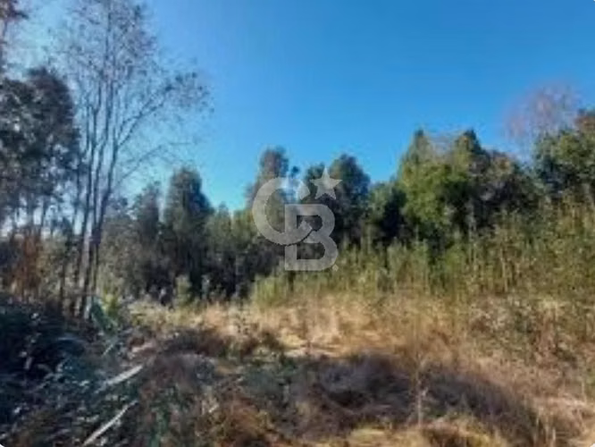 Bosque nativo y excelente conectividad. - Imagen 12