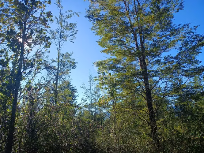 Oferta más de una hectárea de Bosque Nativo !