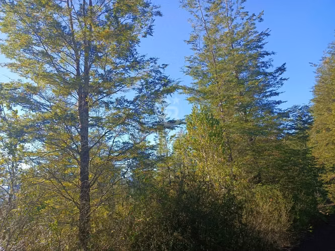 Oferta más de una hectárea de Bosque Nativo !