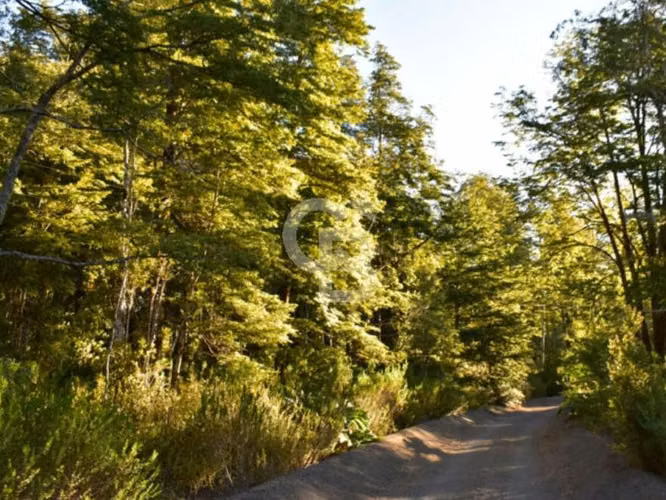 Oferta más de una hectárea de Bosque Nativo !