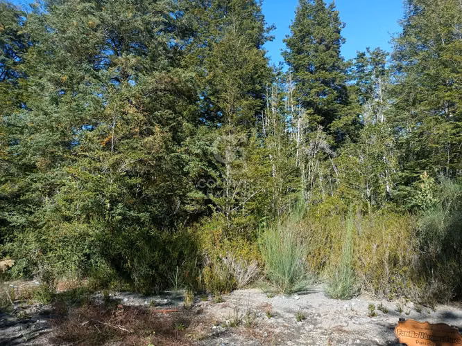 Oferta más de una hectárea de Bosque Nativo !