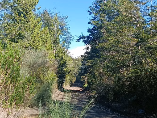 Oferta más de una hectárea de Bosque Nativo !