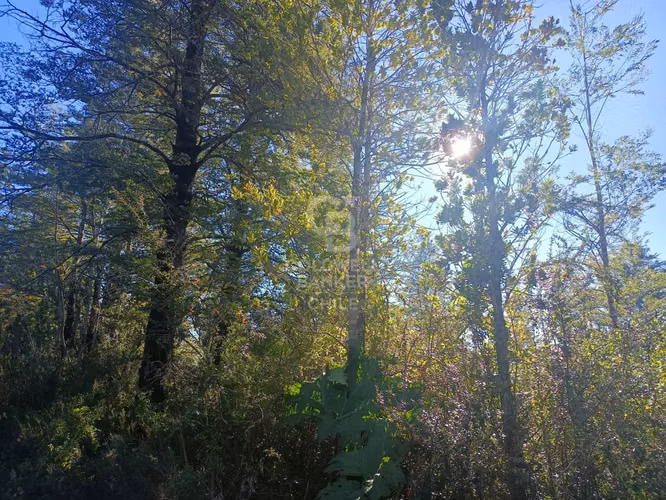 Oferta más de una hectárea de Bosque Nativo !