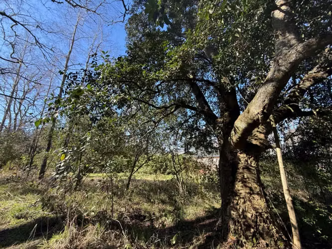 Venta Parcela Villarrica en sector Los Guindos