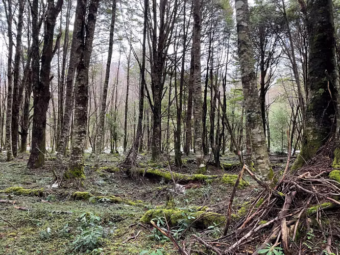 Terreno de 57,8 Ha. Orilla de Rio Baker (114026)