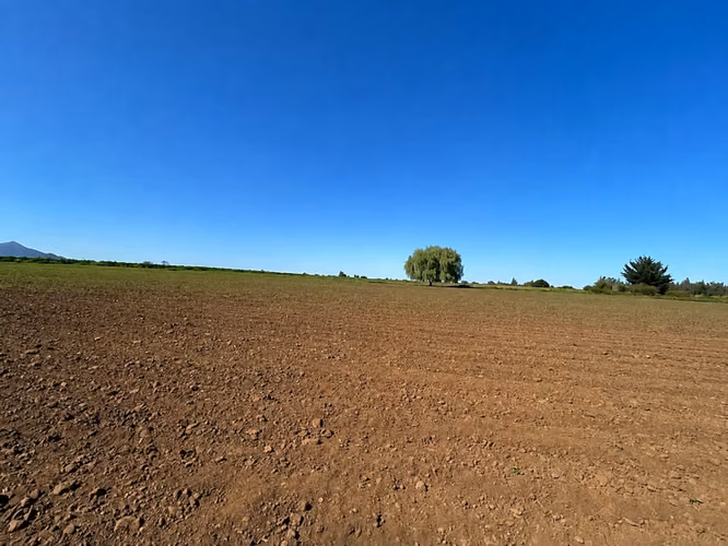 33 HECTÁREAS ARRIENDO AGRICOLA EN CUMPEO