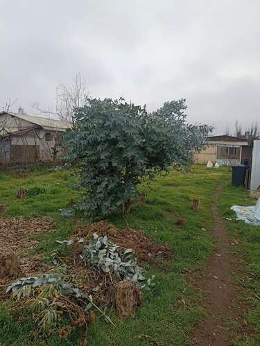 Teno, Camino Las Liras - Imagen 14