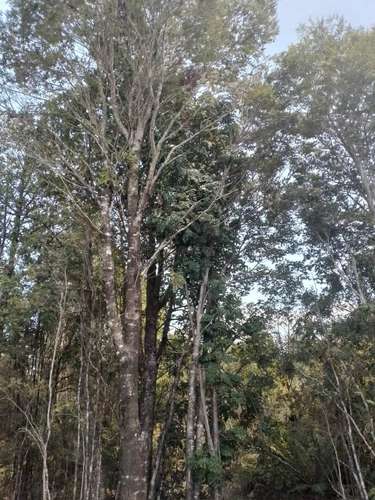 Casa amplia en parcela de 5.448 mts2 sector Panitao - Imagen 19