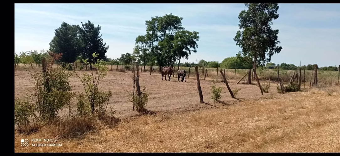 Parcela con agua y rol propio en San Gregorio (116384) - Imagen 3