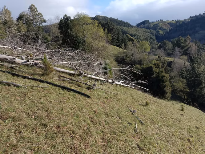 Campo de 33 Hectáreas - Imagen 4