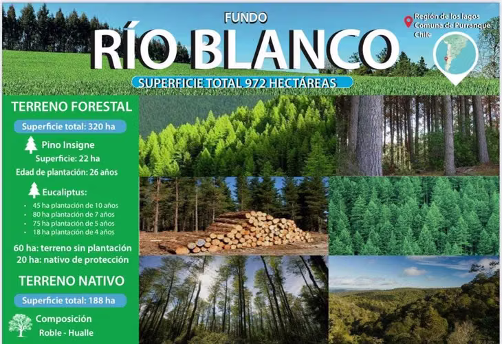 FUNDO RIO BLANCO, SECTOR PURRANQUE  (116534)