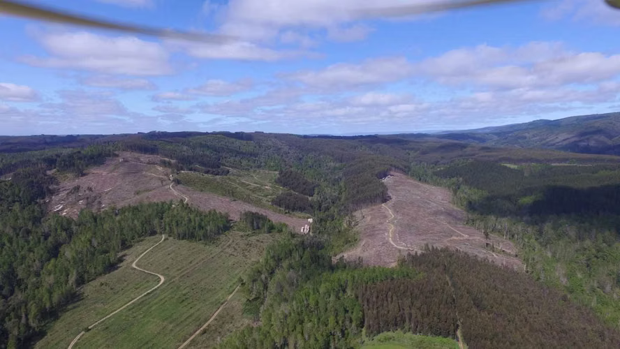 FUNDO RIO BLANCO, SECTOR PURRANQUE  (116534)