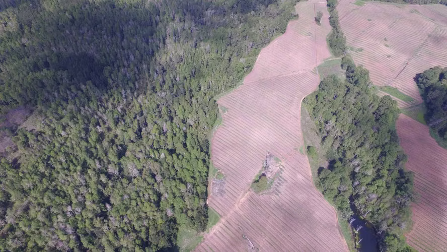 FUNDO RIO BLANCO, SECTOR PURRANQUE  (116534)