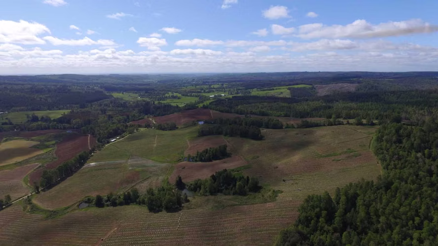 FUNDO RIO BLANCO, SECTOR PURRANQUE  (116534)