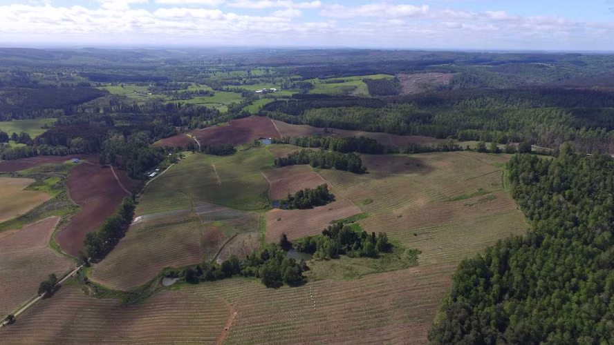 FUNDO RIO BLANCO, SECTOR PURRANQUE  (116534)