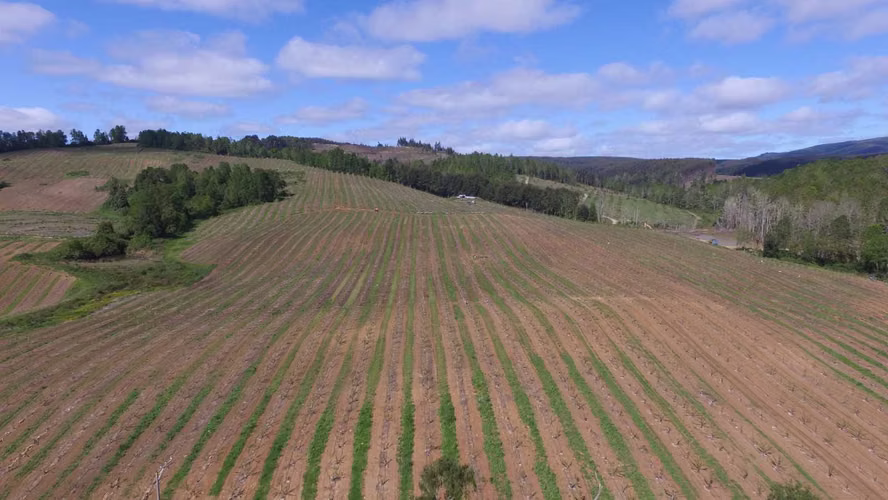 FUNDO RIO BLANCO, SECTOR PURRANQUE  (116534)