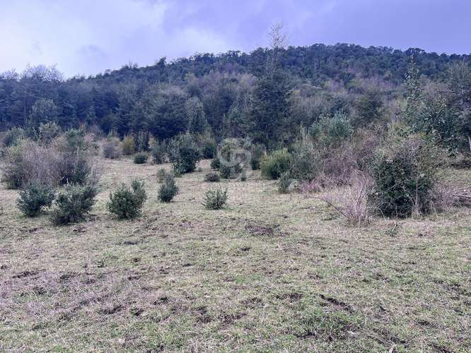 Campo  con hermosa vista al Lago Ranco.