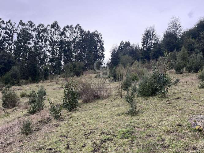 Campo  con hermosa vista al Lago Ranco.
