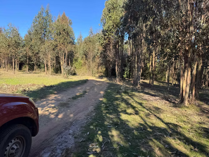 2.5 HECTAREAS EN YUMBEL SANTA ROSA  (117044)