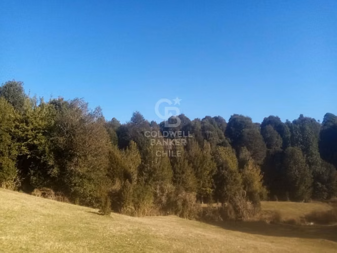 Campo de 8,300 hectáreas en Puyehue.