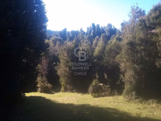 Campo de 8,300 hectáreas en Puyehue.