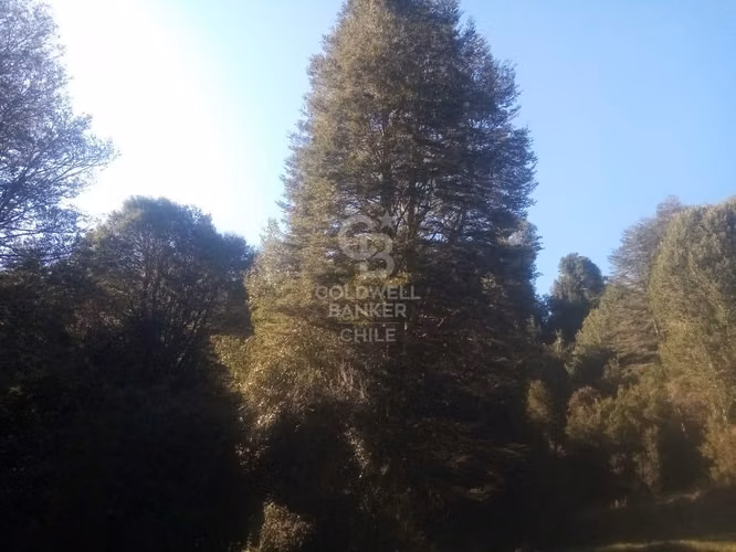 Campo de 8,300 hectáreas en Puyehue.