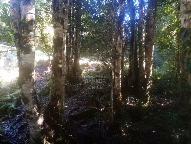 Campo de 8,300 hectáreas en Puyehue.