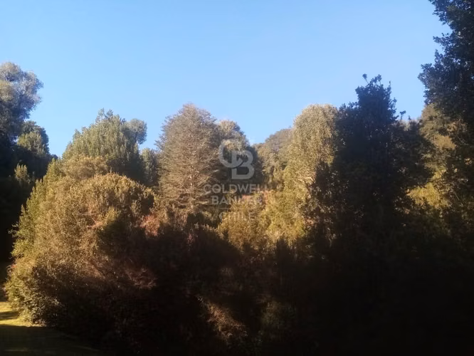 Campo de 8,300 hectáreas en Puyehue.