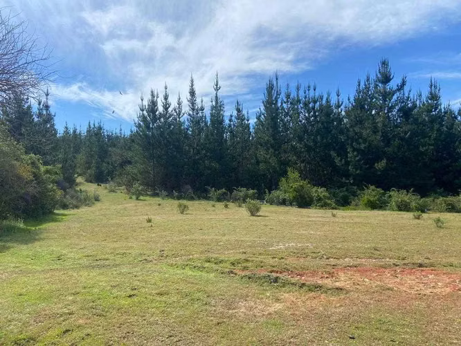 CAMPO FORESTAL /SUBDIVISIÓN / CAUQUENES (118357)