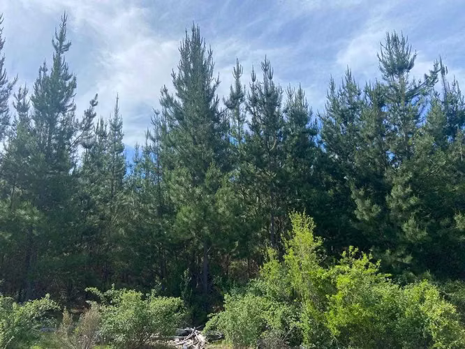 CAMPO FORESTAL /SUBDIVISIÓN / CAUQUENES (118357)