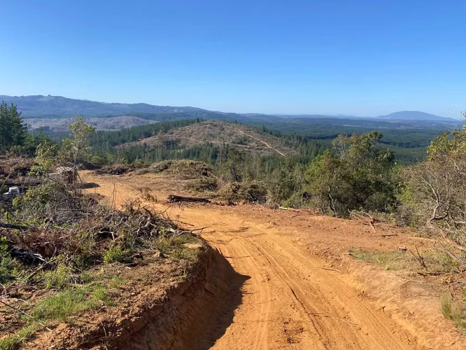 CAMPO FORESTAL /SUBDIVISIÓN / CAUQUENES (118357)