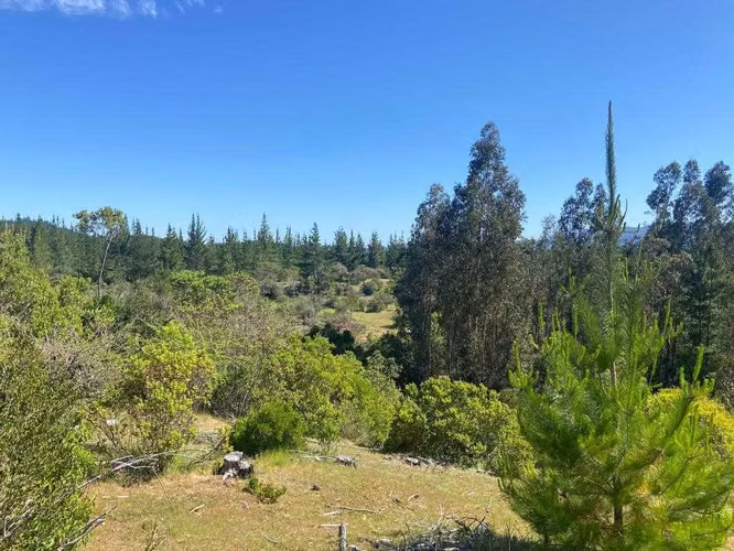 CAMPO FORESTAL /SUBDIVISIÓN / CAUQUENES (118357)