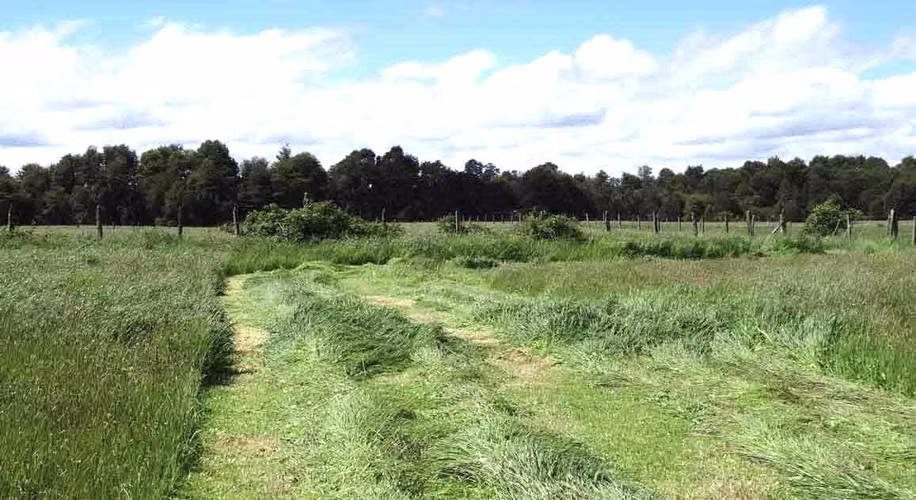 Campo agrícola-ganadero de 44 hás sector Los Muermos